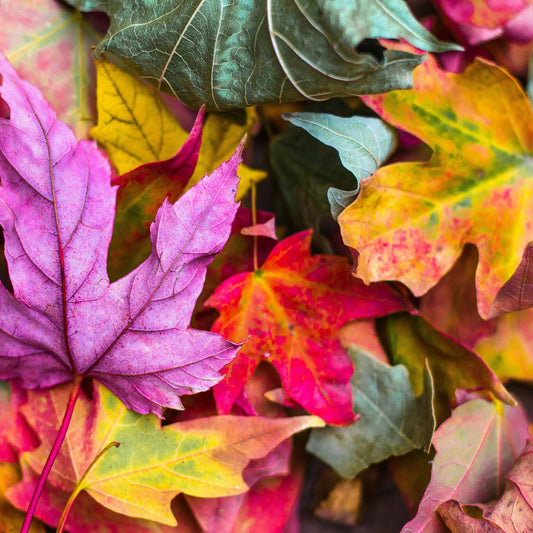 二十四节气的来历 | 天地运行中的时间智慧