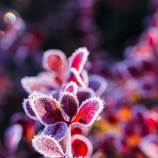 霜降｜秋意尽藏，冬将至